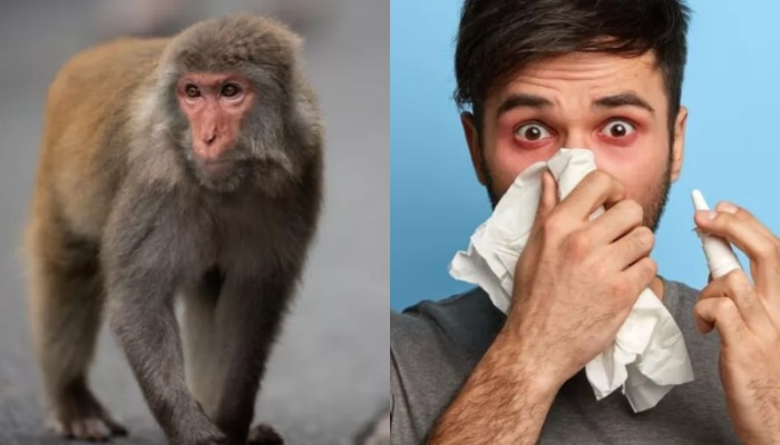 कर्नाटकात धुमाकूळ घालत असलेला Monkey fever आहे तरी काय? जाणून घ्या लक्षणं