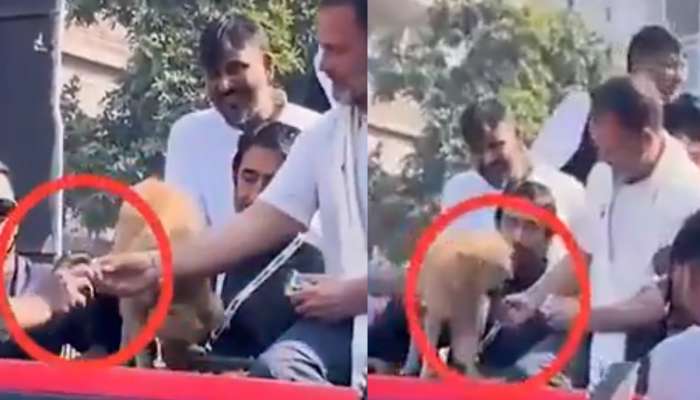 राहुल गांधींनी कुत्र्याने खाण्यास नकार दिलेलं बिस्कीट कार्यकर्त्याला दिलं; VIDEO व्हायरल, BJP ने धरलं धारेवर