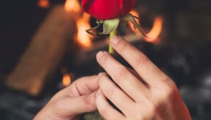 Valentine week Rose Day 2024 Special Wishes and shoroshayari 