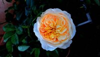 Rose Day 2024 : जगातील सर्वात महागडं गुलाब, ज्याच्या किंमतीत खरेदी कराल BMW, ऑडी 