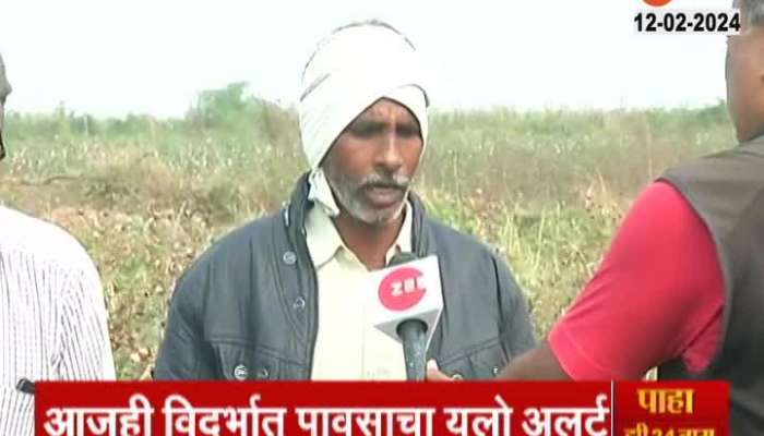 Nagpur Farmer On Cotton Crop Damage From Rainfall