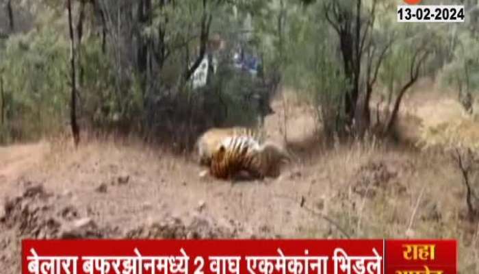 Chandrapur Tadoba Tiger Reserve Tiger Fight