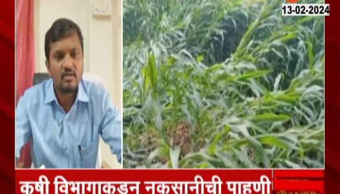 Bhandara 200 Hector Farm Crop Damage In Two_Days Of Unseasonal Rain