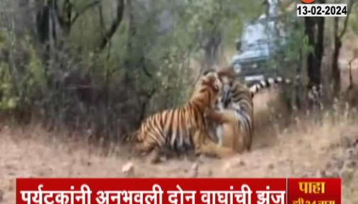 Tadoba Tiger Fights viral video