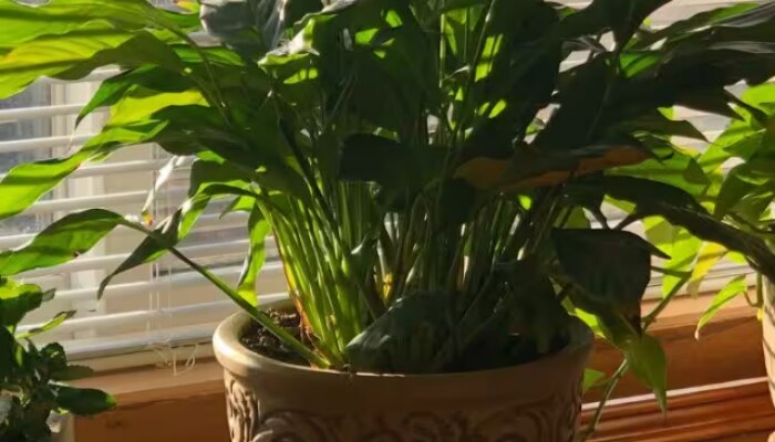 how to take care of your plants at home in marathi
