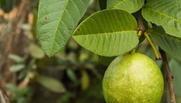 benifits of guava leaves in marathi