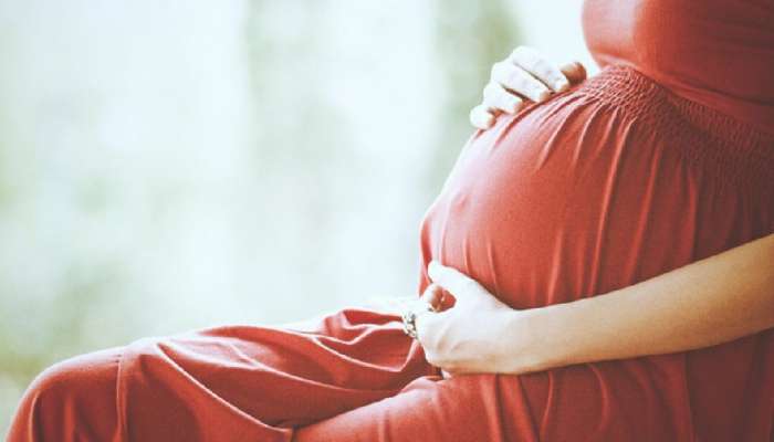 'या' कंदमुळाच्या सेवनामुळं गर्भधारणेची शक्यता खरंच वाढते?