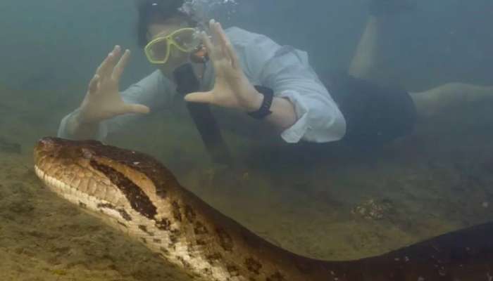 माणसाएवढं डोकं, 26 फूट लांब अन् 200 किलो वजन; जगातील सर्वात मोठा साप पाहिलात का? VIDEO त झाला कैद