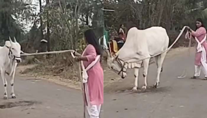 उधळलेल्या बैलाला प्राजक्ताने &#039;असं&#039; केलं शांत, &#039;महाराष्ट्राची हास्यजत्रा&#039;च्या दिग्दर्शकांनी शेअर केला व्हिडीओ