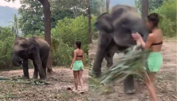 हत्तीशी मैत्री करण्याचा प्रयत्न तरुणीला पडला महागात, सोंडेने खाली पाडलं अन् नंतर...; पाहा VIDEO