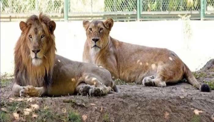 'सीता' सिंहिणीला 'अकबर' सिंहासोबत ठेवल्याचा वाद, हायकोर्टाने दिला मोठा निर्णय 