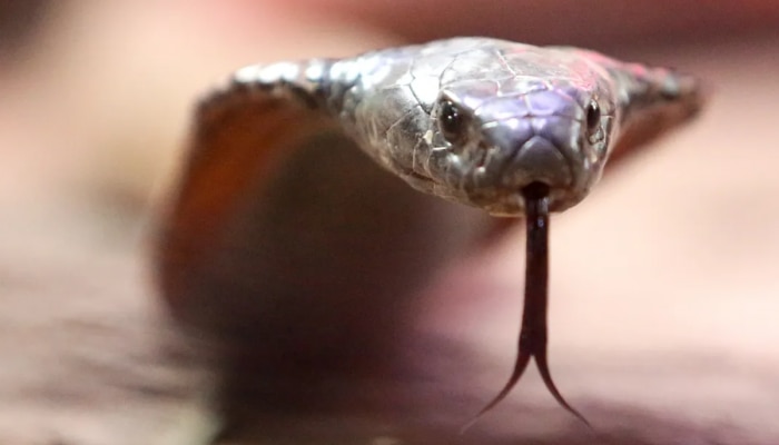 Snakebite: सापाच्या विषामुळे नाही होणार मृत्यू; वैज्ञानिकांनी उंदरांवर केलेला प्रयोग यशस्वी