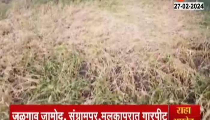 Buldhana district were hit by hail due to unseasonal weather