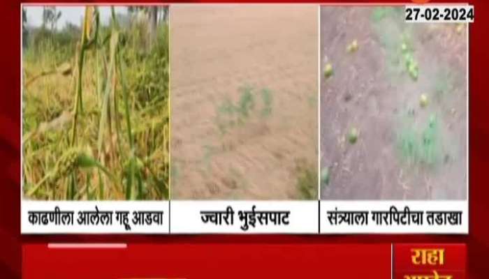 Maharashtra Uncertain Rain in Buldhana Crops Damage