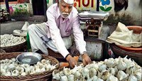 ग्राहकांना दिलासा! अखेर लसूण स्वस्त; आता किती रुपयांना मिळतोय?