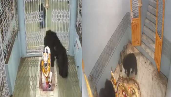 मंदिरात प्रवेश करुन अस्वलाची टोळी थेट शंकराच्या पिंडीजवळ पोहचली आणि... बुलढाण्यातील व्हिडिओ व्हायरल