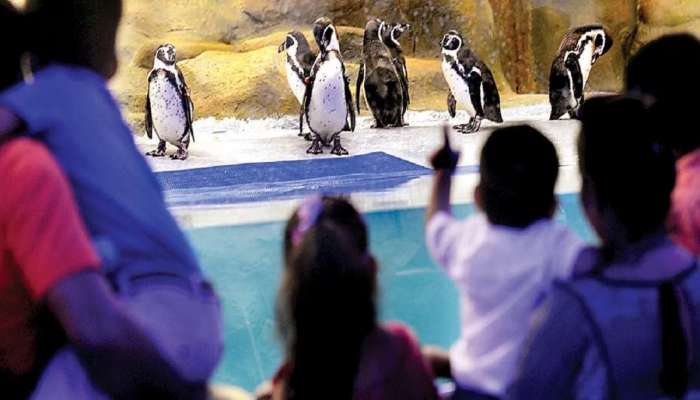 मुंबईतील राणीच्या बागेतील पेंग्विन्सची डिमांड वाढली; गुजरातसह अनेक राज्यांनी केली पेंग्विन्स देण्याची मागणी