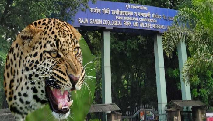 Pune News : पुण्यातील प्राणी संग्रहालयातून बिबट्या पसार, नागरिकांमध्ये भीतीचं वातावरण 