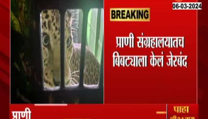 Pune Sachin Leopard Finally Trapped