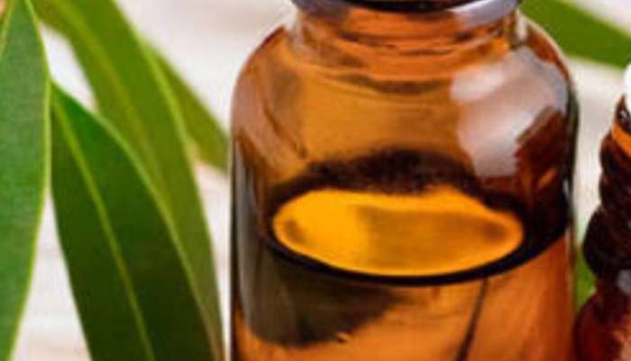 Health Benefits of Eucalyptus Oil in marathi 