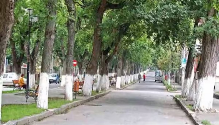 PHOTO : रस्त्याच्या कडेला असलेल्या झाडांना पांढरा रंग का दिला जातो? हे फक्त संकेत आहे की विज्ञान? 