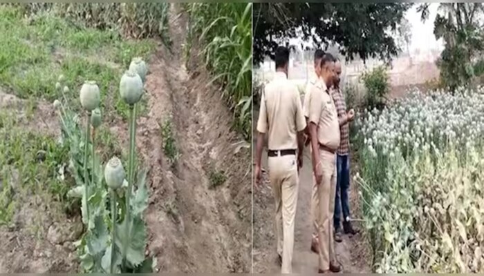 Pune News : कांद्याच्या शेतात लावला अफू....; मुद्देमालासह करामती शेतकऱ्याला अटक