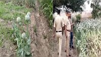 Pune News : कांद्याच्या शेतात लावला अफू....; मुद्देमालासह करामती शेतकऱ्याला अटक
