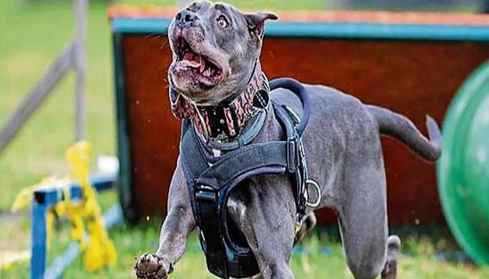 भारतात Pitbull, Rottweiler सारख्या 23 खरतनाक श्वानांवर बंदी, परवानाही मिळणार नाही