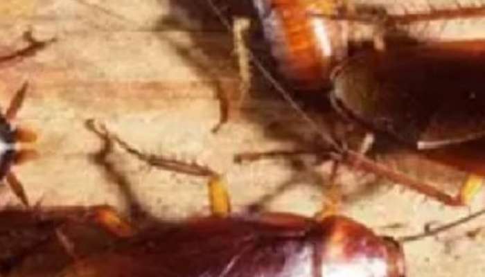 get rid of cockroaches overnight, lifestyle, lifestyle news, lifestyle news in marathi, cockroaches, 