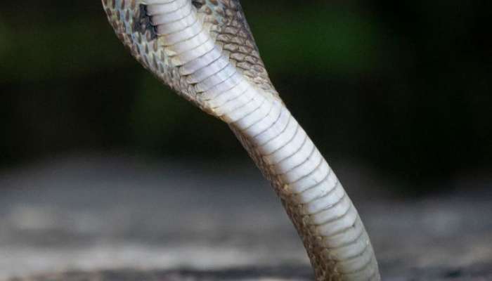 snake venom, elvish yadav arrested, elvish yadav news, what is snake venom, how snake venom used for intoxication, 