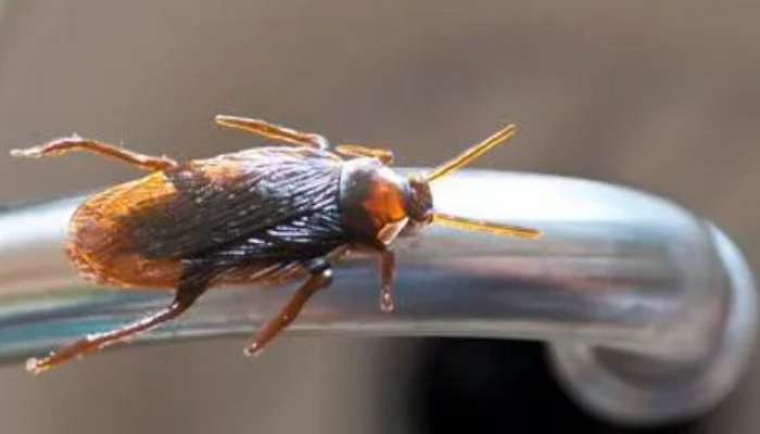 How to get rid of Cockroaches permanently tips in marathi 