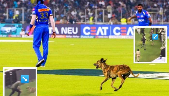 IPL 2024: आयपीएल सामना सुरु असताना श्वानाला घातल्या लाथा; VIDEO पाहून सेलिब्रेटीही संतापले