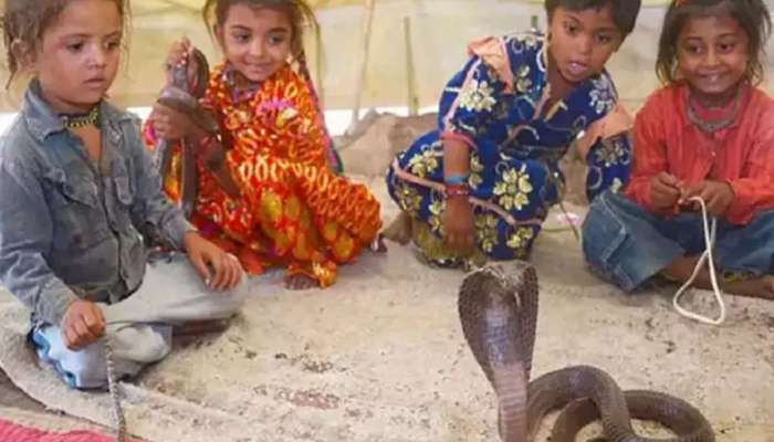 महाराष्ट्रातील अनोखे गाव, जिथे घरात पाळले जातात साप; मुलांच्या अंगा-खांद्यावर खेळतात नाग