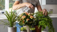 Vastu Tips For Plant : पॉझिटिव्ह एनर्जीला आकर्षित करतात 'ही' रोपे; आताच घरी लावा