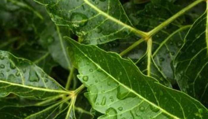benefits of eating neem leaves on empty stomach for skin