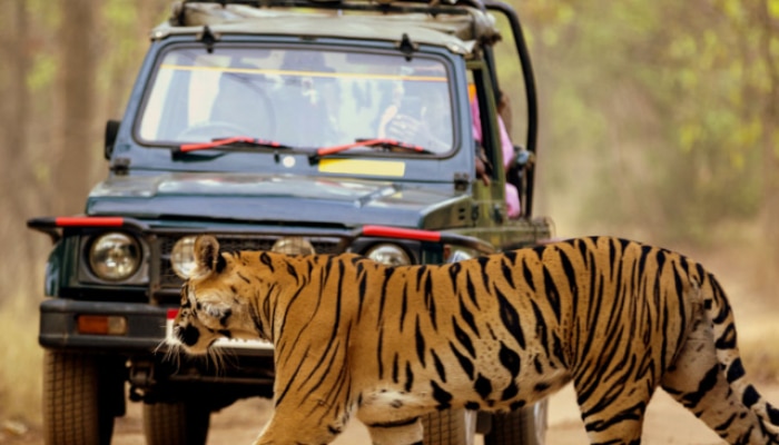 best places in india for guaranteed tiger spotting, jungle safaris in india,  guaranteed tiger spotting places in india, guaranteed tiger spotting safaris in india, भारत, मराठी बातम्या, बातम्या, वाघ 