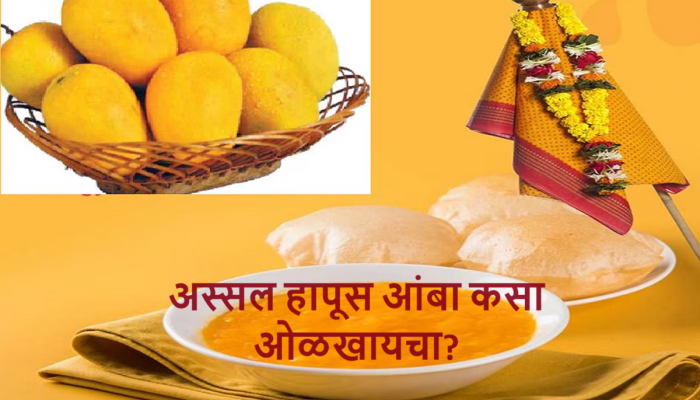 Gudi Padwa च्या मुहूर्तावर Alphonso Mango विकत घेणार आहात? अस्सल हापूस कसा ओळखाल?