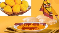 Gudi Padwa च्या मुहूर्तावर Alphonso Mango विकत घेणार आहात? अस्सल हापूस कसा ओळखाल?