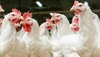 H5N1 Bird Flu: बर्ड फ्लू माणसात पसरतोय? कोरोनापेक्षा 100 पटीने खतरनाक 