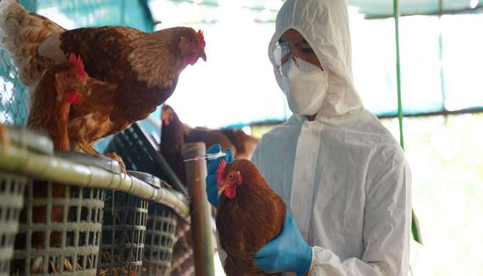 Bird Flu : कोरोनापेक्षाही बर्ड फ्ल्यूचं थैमान वाढणार? भारताला किती धोका