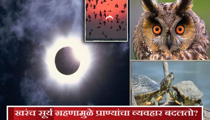 Solar Eclipse 2024 : खरंच सूर्य ग्रहणाच्या वेळी घुबड बोलतात? प्राण्यांचा व्यवहारात होतो बदल? अभ्यासक म्हणतात...