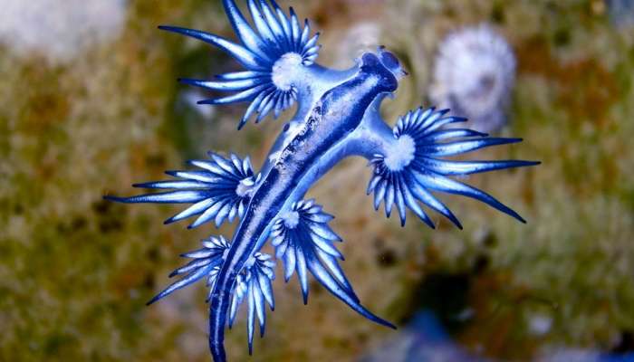 Blue Dragon : जितका सुंदर तितका घातक! विषारी माशांमधील विष पिणारा भयंकर समुद्री जीव