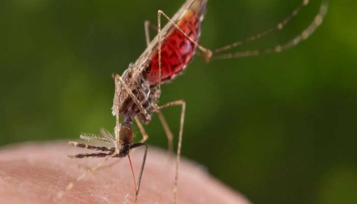 3 महिन्यांत डेंग्यू, मलेरिया, चिकनगुनियाचे 3500 रुग्ण, महाराष्ट्रातील आकडेवारी काय सांगते?