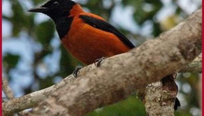  poisonous rubbish bird of world in south america