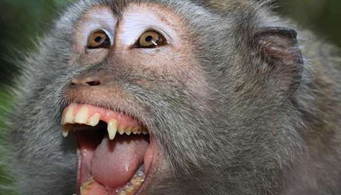 माकड चावल्याने होऊ शकतो मृत्यू, B Virus ची लक्षणे आहेत तरी काय?