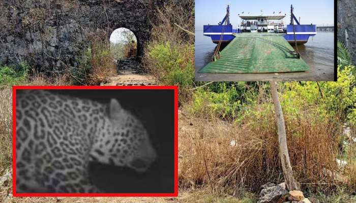 वसई किल्ल्यातील बिबट्या मोकाटच, शहरातील 'हा' रस्ता संध्याकाळी बंद,  रोरोच्या 2 सेवाही रद्द