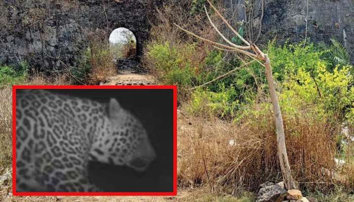  वसईकरांसाठी मोठी बातमी; किल्ल्यात तळ ठोकून बसलेला बिबट्या अखेर जेरबंद; 25 दिवसांनंतर यश