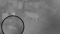 वसईतील बिबट्या पकडला, मात्र आता भाईंदरमध्ये मोकाट फिरतोय बिबट्या, CCTV Video समोर