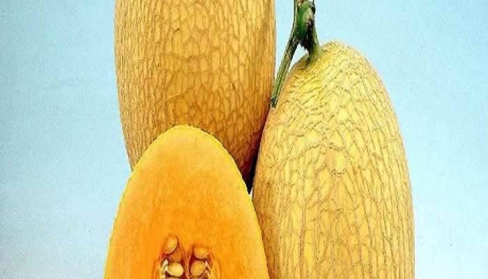 Muskmelon Good For Weight Loss And Summer Know Health Tips 