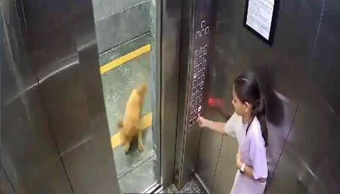 लिफ्टमध्ये कुत्र्याचा लहान मुलीवर हल्ला, अंगावर काटा आणणारा Video